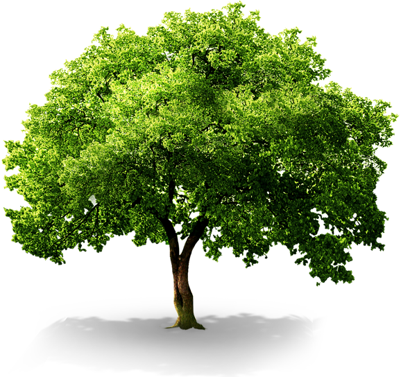 플래티늄 대전서부점